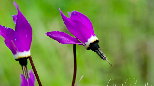Primula hendersonii Mosquito bill, Primula hendersonii