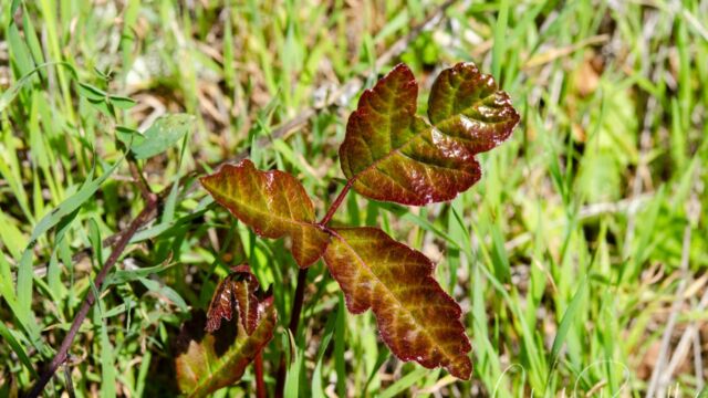 Toxicodendron diversilobum Poison oak, Toxicodendron diversilobum