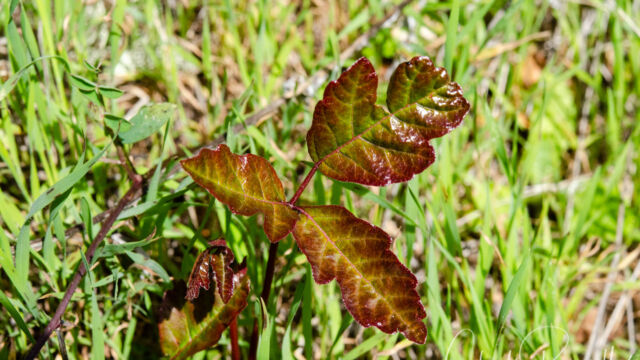Toxicodendron diversilobum Poison oak, Toxicodendron diversilobum