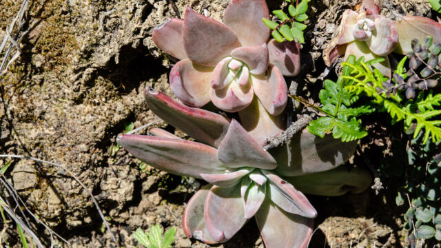 Possibly Dudleya cymosa (Canyon dudleya) Dudleya sp., possibly Dudleya cymosa (Canyon dudleya)