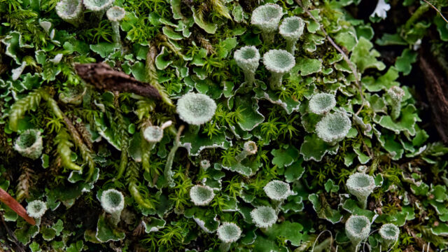 Cladonia sp. Pixie cup lichen, Cladonia sp.