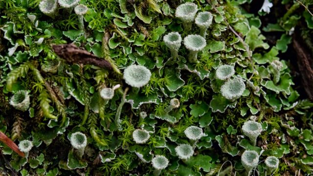 Cladonia sp. Pixie cup lichen, Cladonia sp.