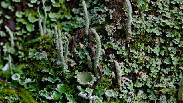 Cladonia sp. Lichen, Cladonia sp.