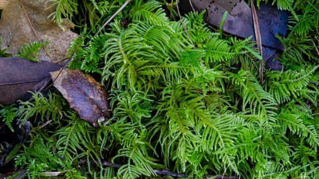 Unknown moss