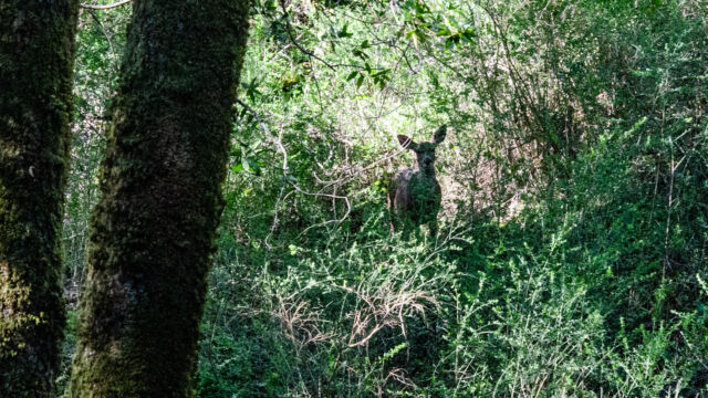 Black tailed mule deer