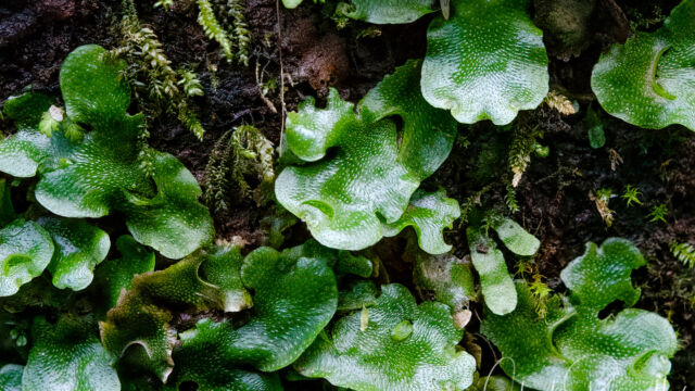 Lunularia cruciata Crescent-cup Liverwort, Lunularia cruciata