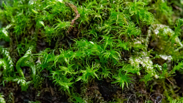 Unidentified moss