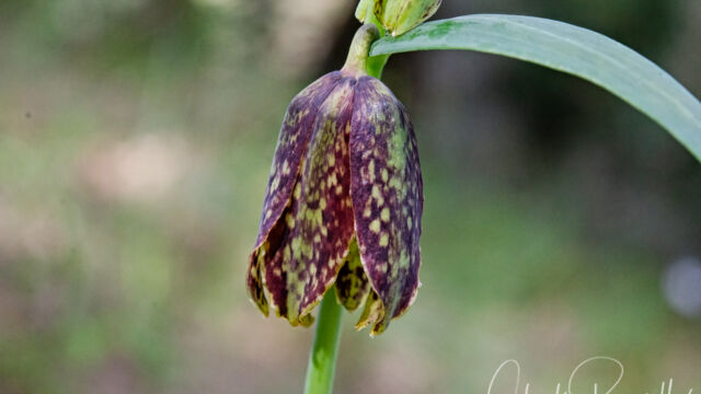 Fritillaria affinis Checker lily, Fritillaria affinis