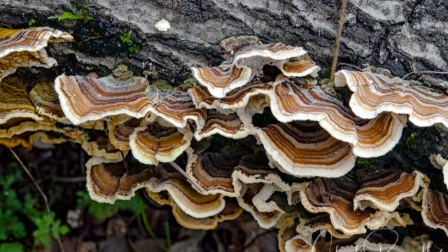 Trametes versicolor Turkey tails, Trametes versicolor