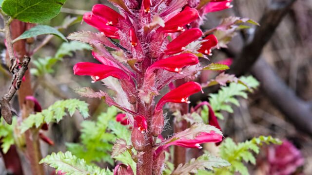 Pedicularis densiflora Warrior's plume, Pedicularis densiflora