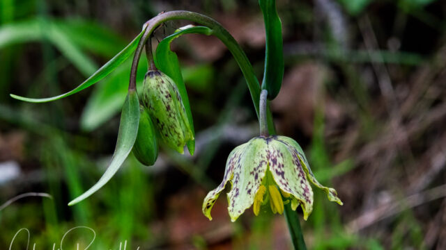 Fritillaria affinis Checker lily, Fritillaria affinis