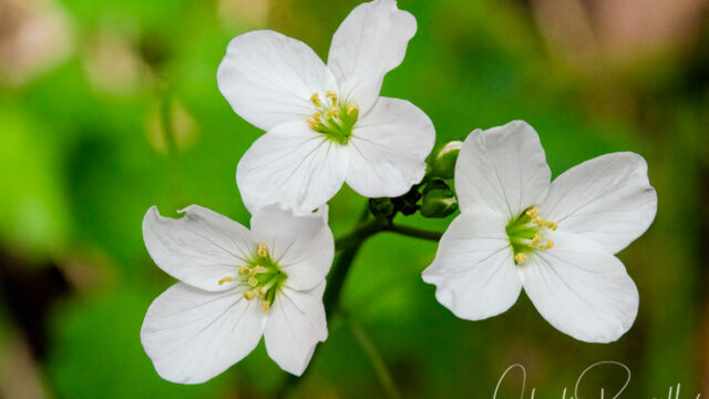 Cardamine californica Milk maids, Cardamine californica