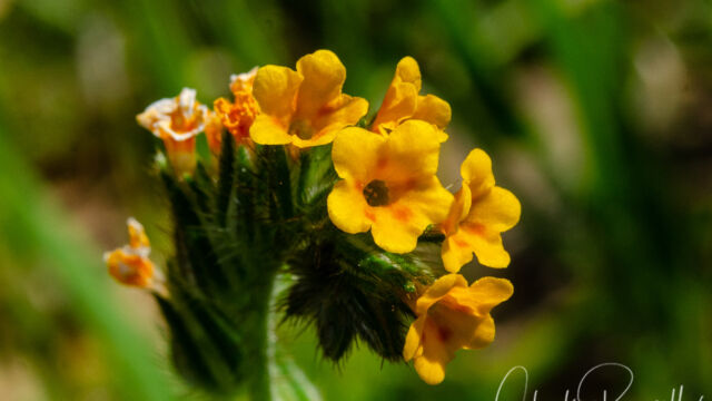Amsinckia menziesii Menzies' fiddleneck, Amsinckia menziesii
