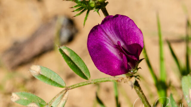 Vicia sativa Spring vetch, Vicia sativa