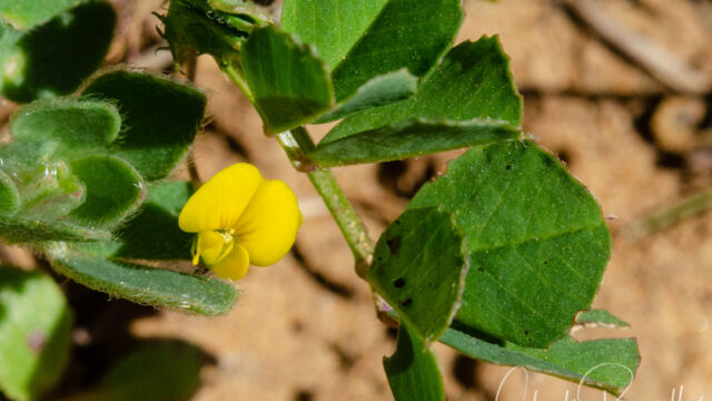 Medicago polymorpha Bur clover, Medicago polymorpha
