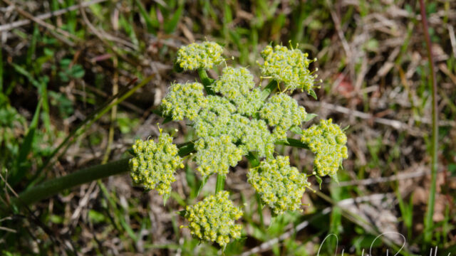 Lomatium dasycarpum Hog fennel, Lomatium dasycarpum