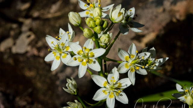 Toxicoscordion fremontii Fremont's death camas, Toxicoscordion fremontii