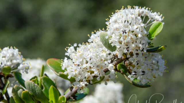 Ceanothus cuneatus var. cuneatus Buckbrush, Ceanothus cuneatus var. cuneatus