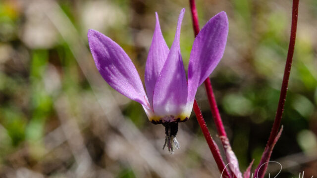 Primula hendersonii Mosquito bill, Primula hendersonii