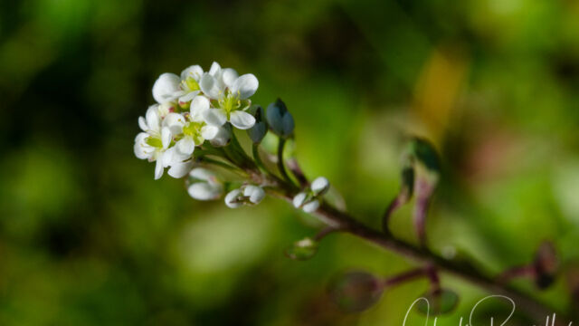 Lepidium nitidum Shining pepper grass, Lepidium nitidum