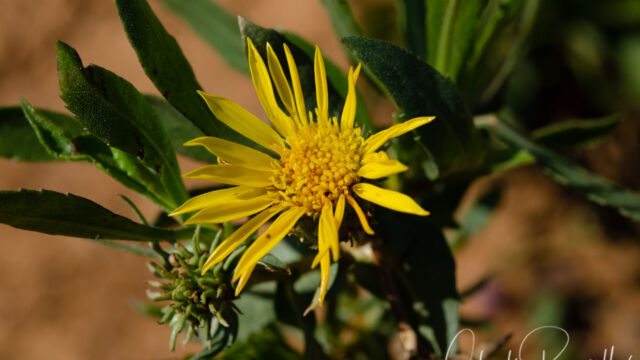 Grindelia camporum Common gumplant, Grindelia camporum