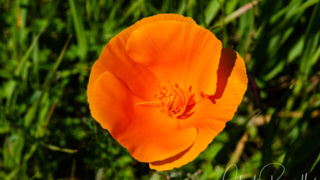 Eschscholzia californica California poppy, Eschscholzia californica