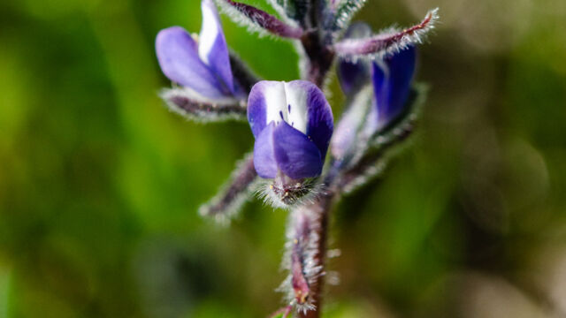 Lupinus bicolor Miniature lupine, Lupinus bicolor