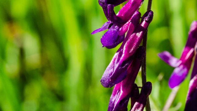 Vicia villosa Winter vetch, Vicia villosa