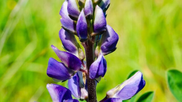 Lupinus formosus Summer lupine, Lupinus formosus