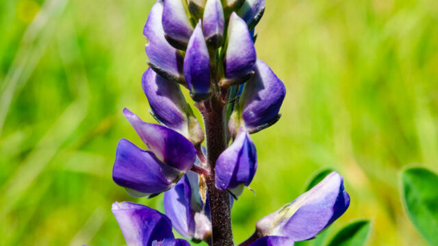 Lupinus formosus Summer lupine, Lupinus formosus