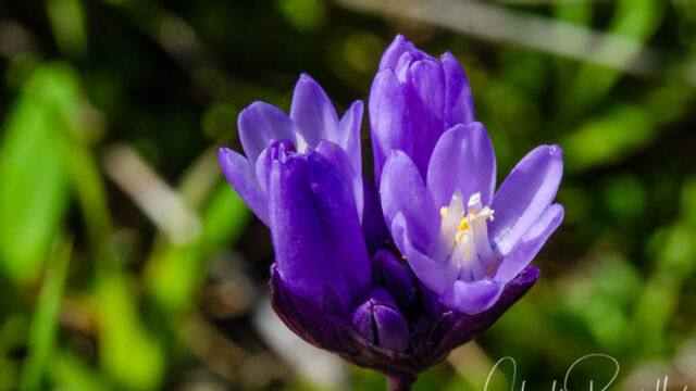 Dichelostemma capitatum Blue dicks, Dichelostemma capitatum