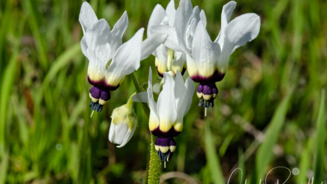 Primula clevelandii var. patula Padre's shooting star, Primula clevelandii var. patula