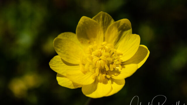 Ranunculus californicus California buttercup, Ranunculus californicus