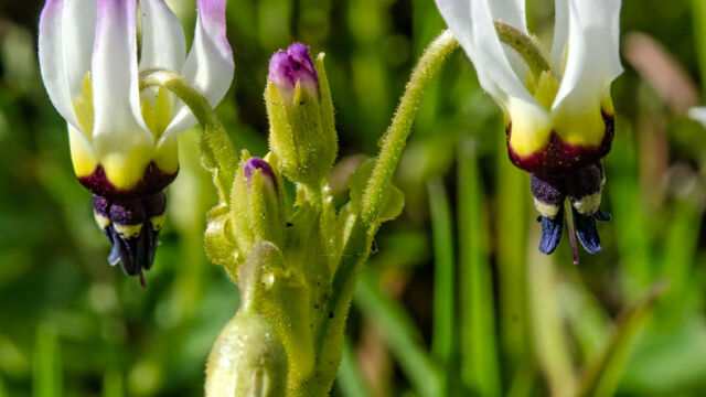 Primula clevelandii var. patula Padre's shooting star, Primula clevelandii var. patula
