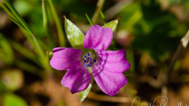 Geranium molle Dove's foot geranium, Geranium molle