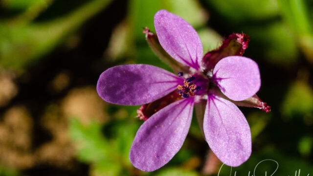 Erodium cicutarium Red stemmed filaree, Erodium cicutarium