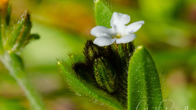 Plagiobothrys nothofulvus Rusty popcornflower, Plagiobothrys nothofulvus