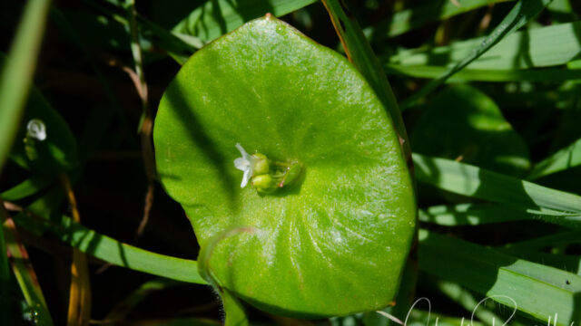 Claytonia perfoliata Miner's lettuce, Claytonia perfoliata
