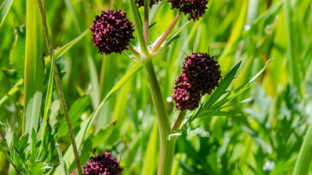 Sanicula bipinnatifida Purple sanicle, Sanicula bipinnatifida