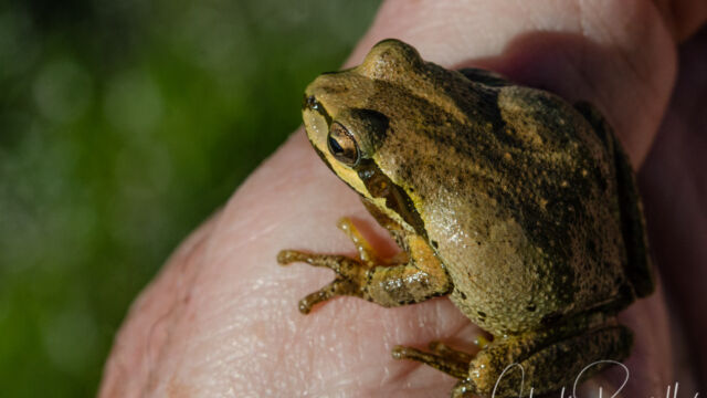 Pseudacris sierra Sierran chorus frog, Pseudacris sierra