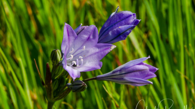 Triteleia laxa Ithuriel's spear, Triteleia laxa