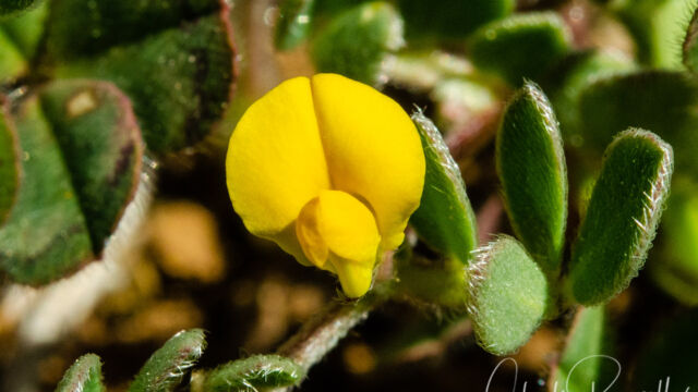 Acmispon wrangelianus Chilean trefoil, Acmispon wrangelianus