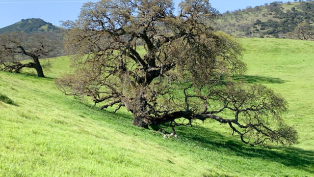 Oak-dotted hillsides with lots of grass, but there are flowers to be found West Loop Trail. Oak-dotted hillsides with lots of grass, but there are flowers to be found