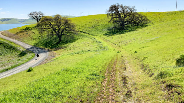 You can walk along the road, but it is more interested to walk along the fire break / trail that parallels the road West Loop Trail. You can walk along the road, but it is more interested to walk along the fire break / trail that parallels the road