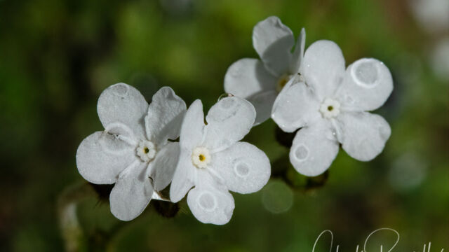 Plagiobothrys canescens Valley popcornflower, Plagiobothrys canescens