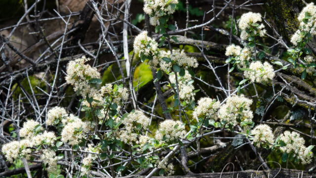 Ceanothus cuneatus Buck brush, Ceanothus cuneatus