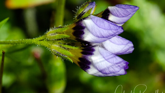 Gilia tricolor ssp. tricolor Bird's eye gilia, Gilia tricolor ssp. tricolor