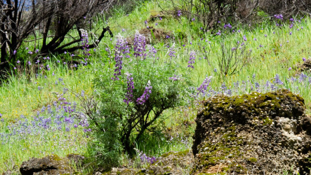 Lupinus albifrons Silver bush lupine, Lupinus albifrons