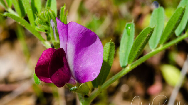 Vicia sativa Spring vetch, Vicia sativa