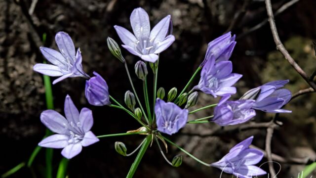 Triteleia laxa Ithuriel's spear, Triteleia laxa